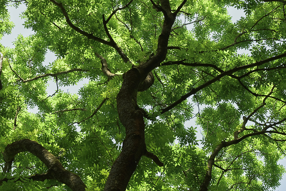 Les avantages du bois de frêne